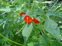 Слика од Ipomoea cristulata Hall. fil.