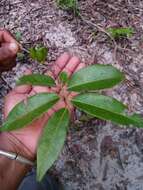 Plancia ëd Diospyros tropophylla (H. Perrier) G. E. Schatz & Lowry