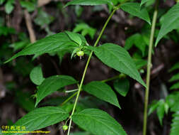 Cyclocodon lancifolius (Roxb.) Kurz resmi