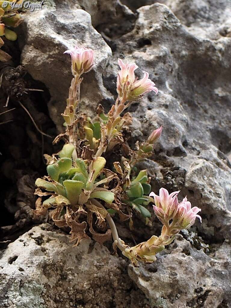 Image of Rosularia lineata (Boiss.) Berger