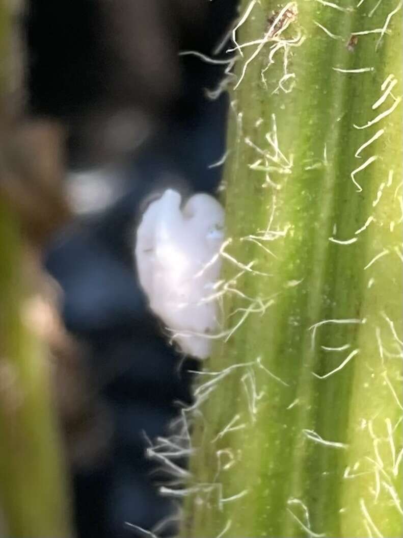 Image of Scale insect