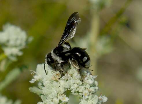 Image of Andrena ornata Morawitz 1866