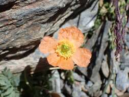 Image of Papaver lapeyrousianum Gutermann