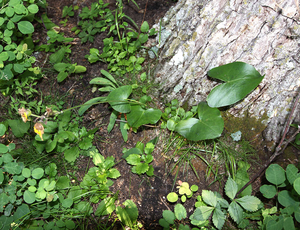 Image of Ligularia calthifolia Maxim.