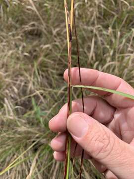 Image of Golden velvet grass