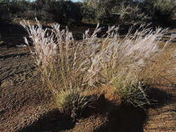 Image of Stipagrostis ciliata (Desf.) De Winter