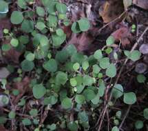 Image of Chenopodium allanii Aellen