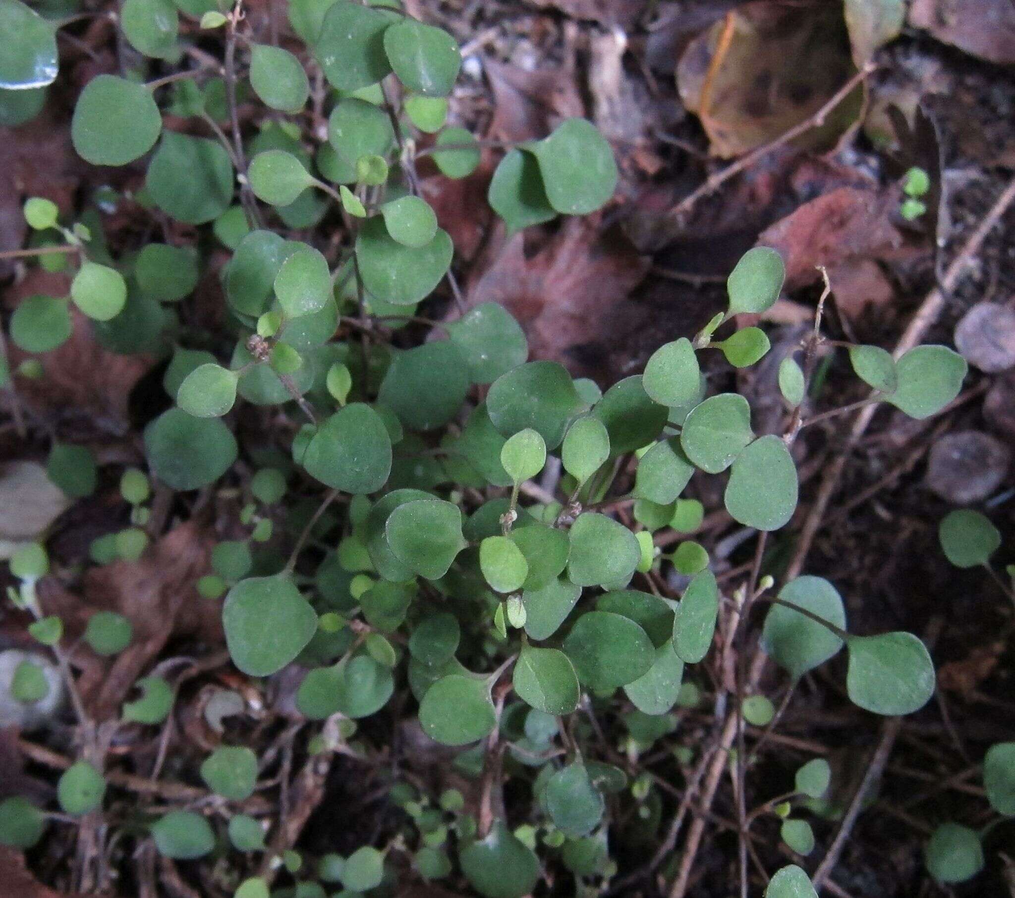 Image of Chenopodium allanii Aellen