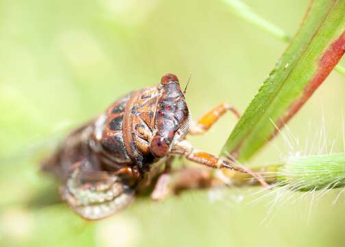 Image de Diceroprocta olympusa (Walker & F. 1850)