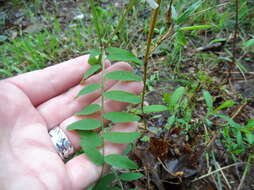 Imagem de Vicia caroliniana Walter