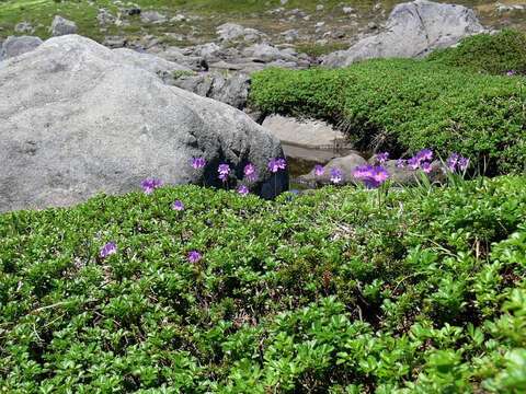 Primula cuneifolia Ledeb. resmi