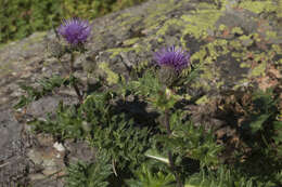 Plancia ëd Cirsium pugnax Somm. & Levier