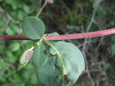 Image de Lonicera interrupta Benth.