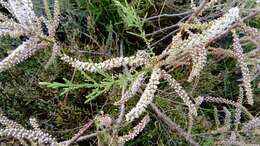 Image of four-stamen tamarisk