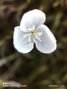 Image of Egeria najas Planch.