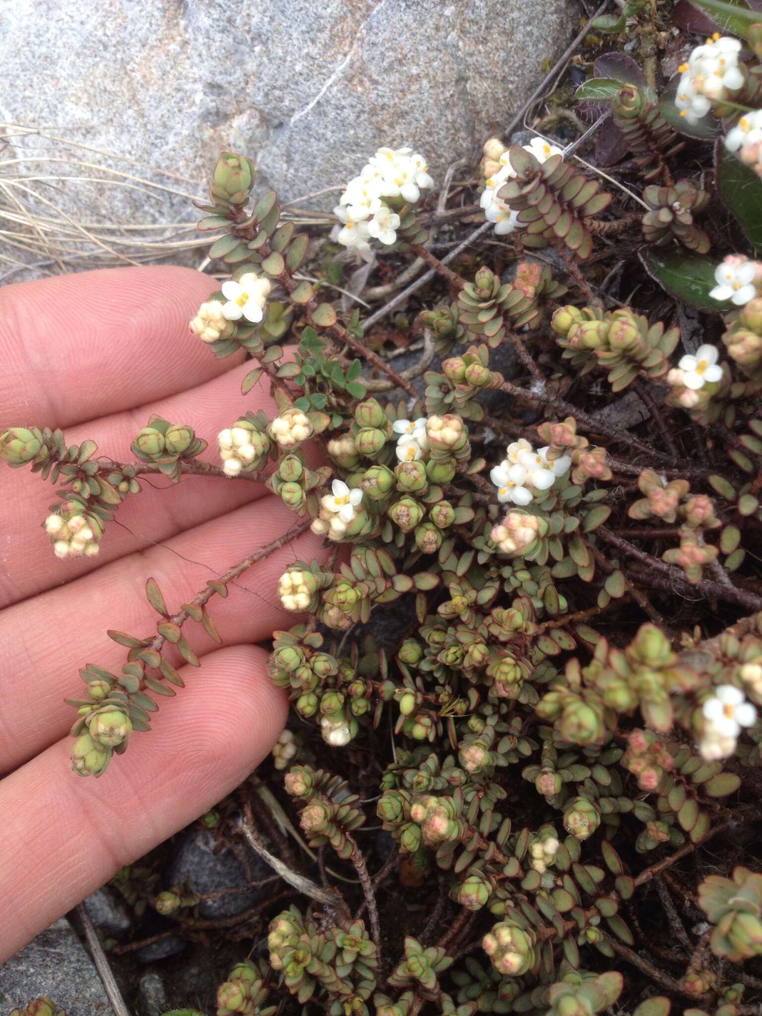 Image of Pimelea prostrata (J. R. & G. Forst.) Willd.