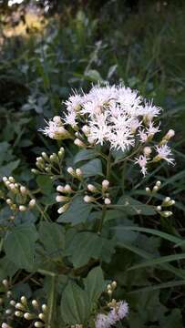 Image of Golden vernonia