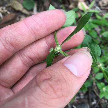 Image of Pacific False Buttonweed