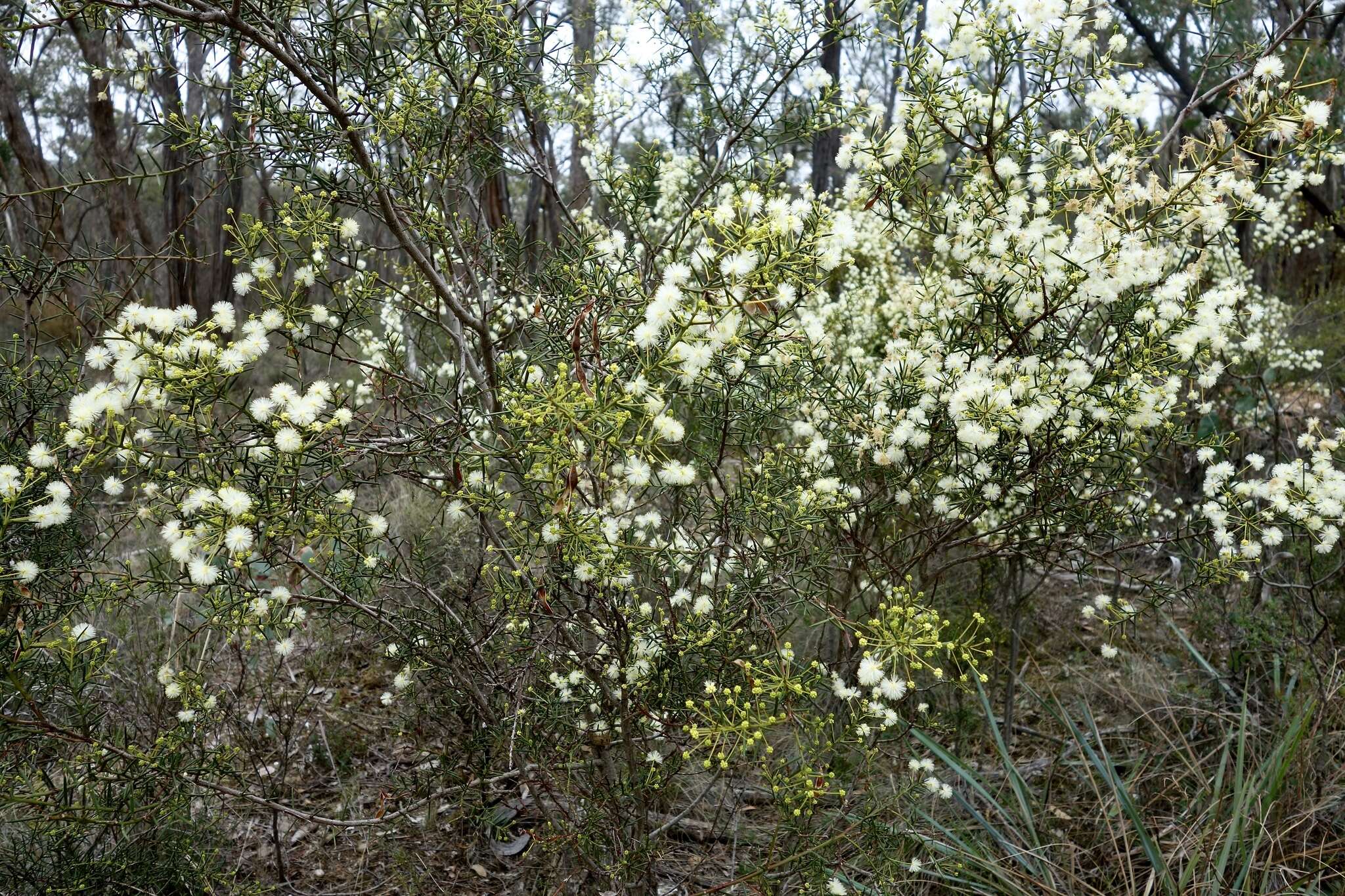 صورة Acacia genistifolia Link