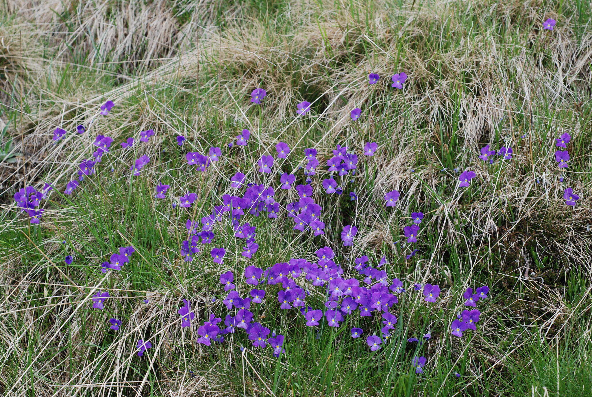 Image of Viola culminis F. Fen. & Moraldo