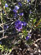 Image of Halgania andromedifolia Behr & F. Müll. ex F. Müll.