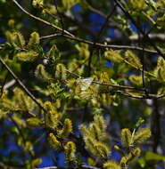 Image of Sachalin Willow