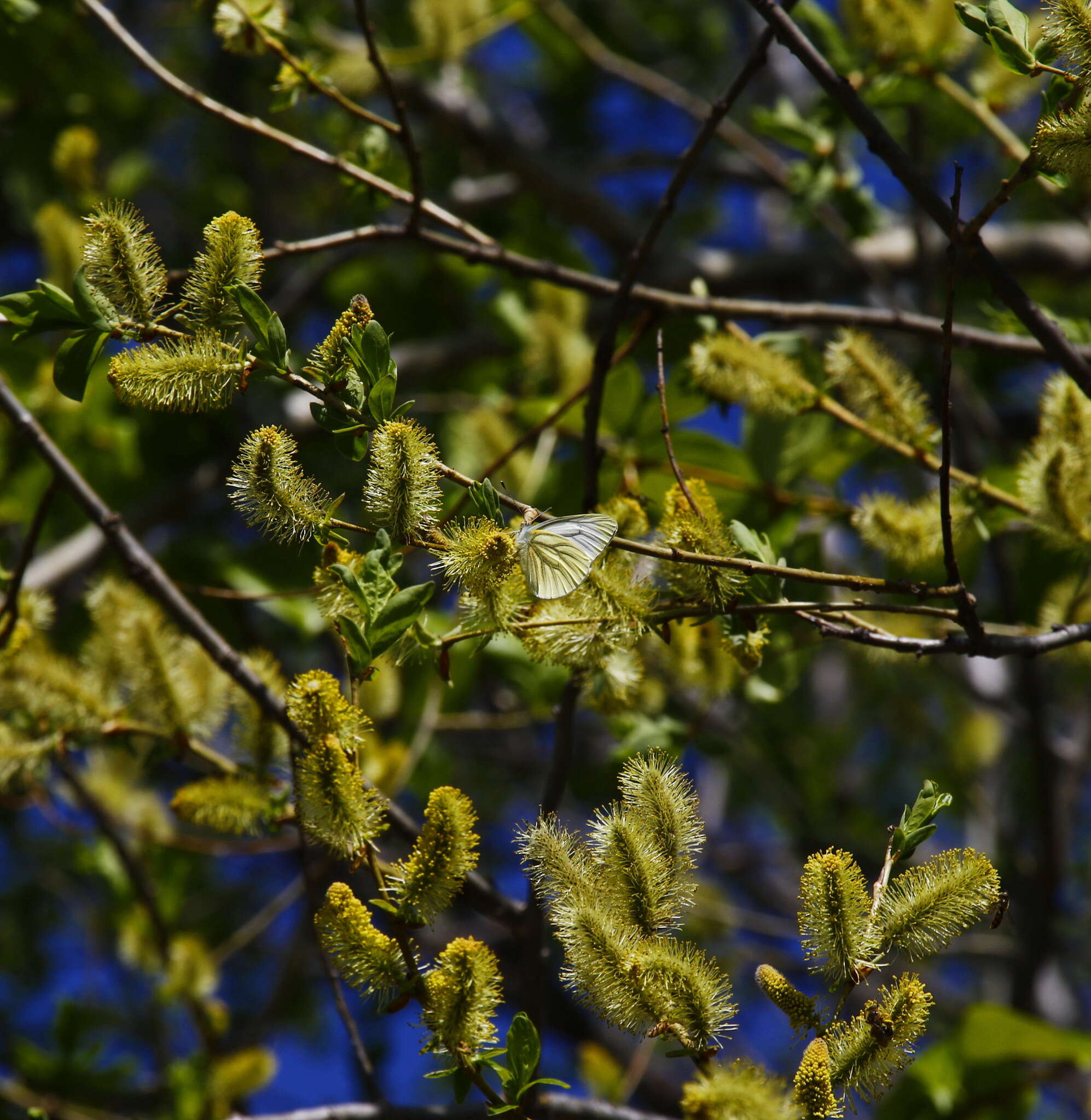 Image of Sachalin Willow