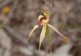 Image of Thick-lipped spider-orchid