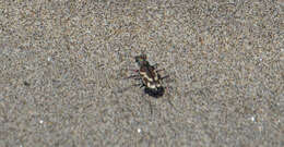 Image of Pacific Coast Tiger Beetle