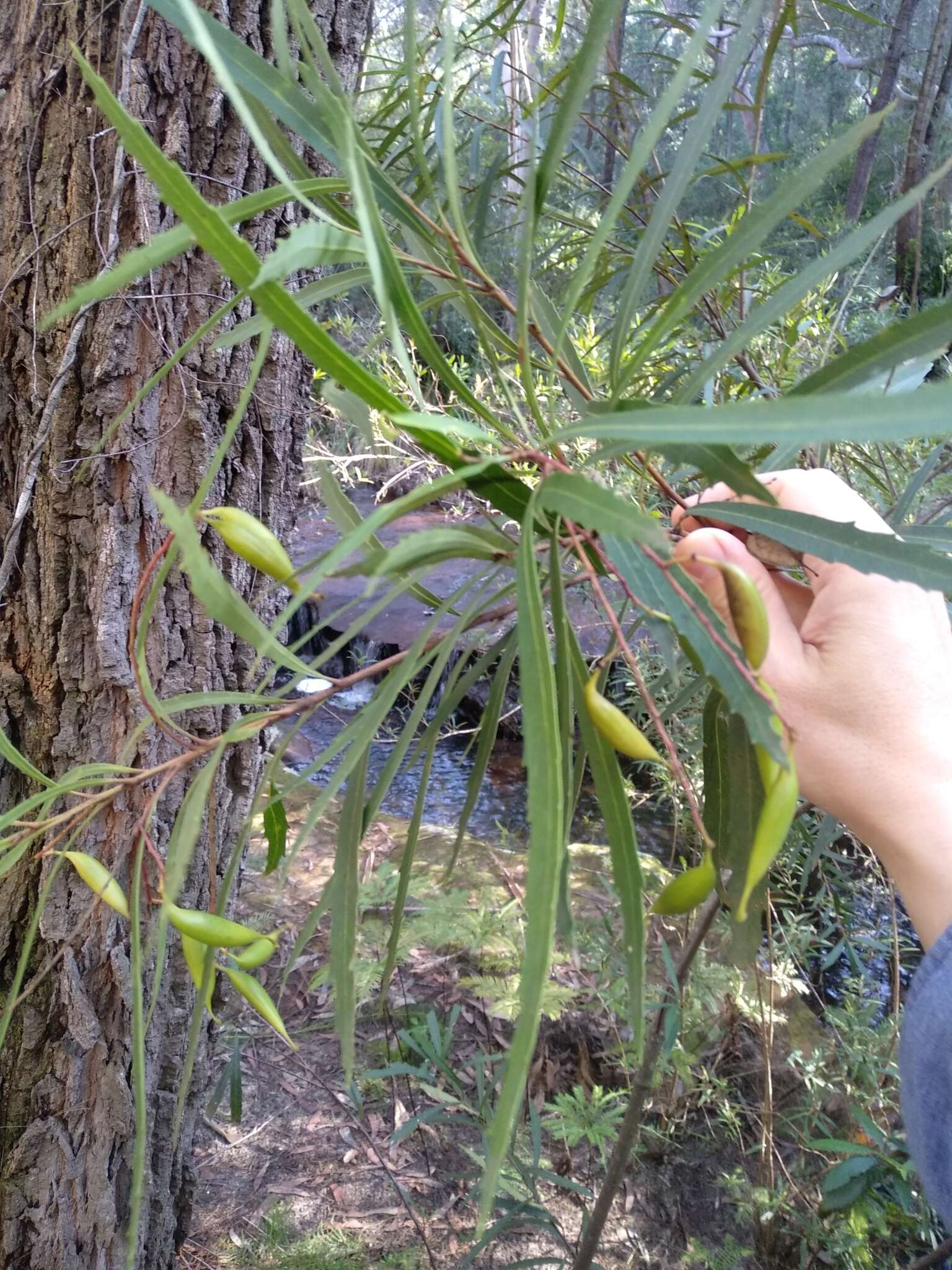 Lomatia myricoides (C. F. Gaertner) Domin的圖片