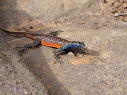 Image of Waterberg Flat Lizard