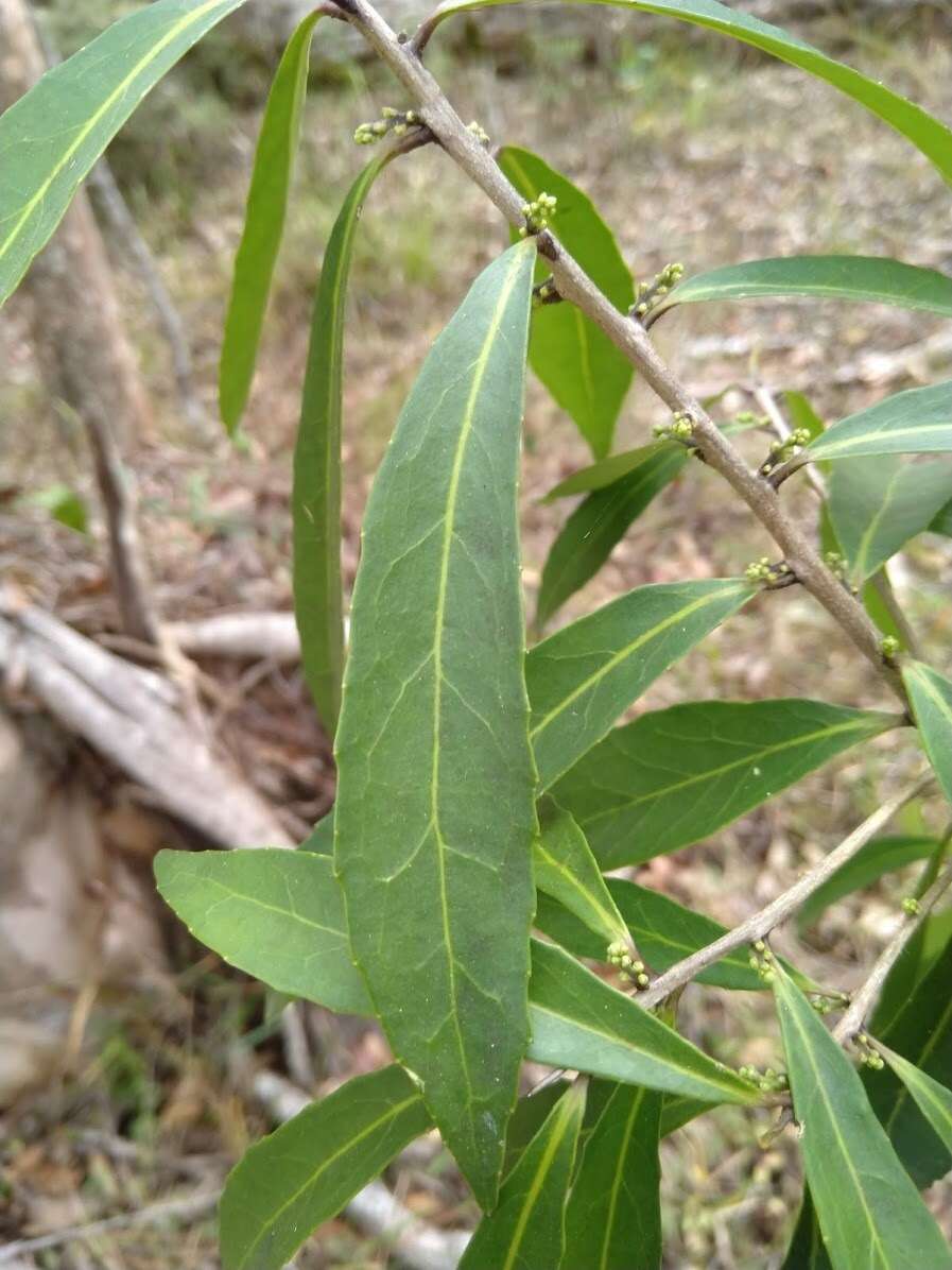 Image of Symplocos harroldii L. W. Jessup