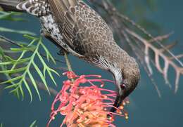 Image of Little Wattlebird