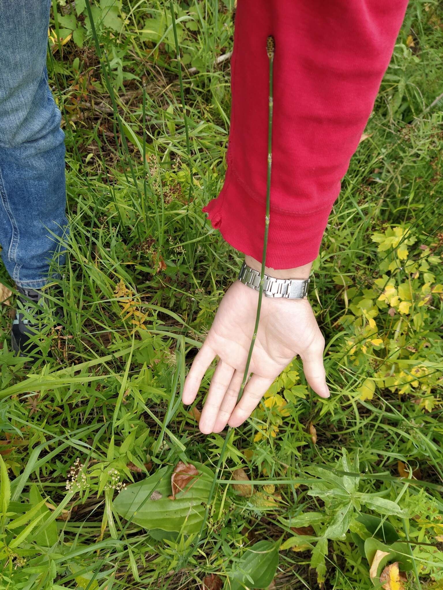 Image of Equisetum moorei Newm.