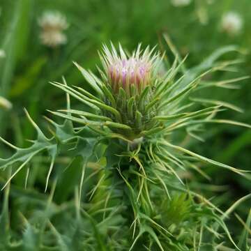 Image of Carduus carlinifolius Lam.