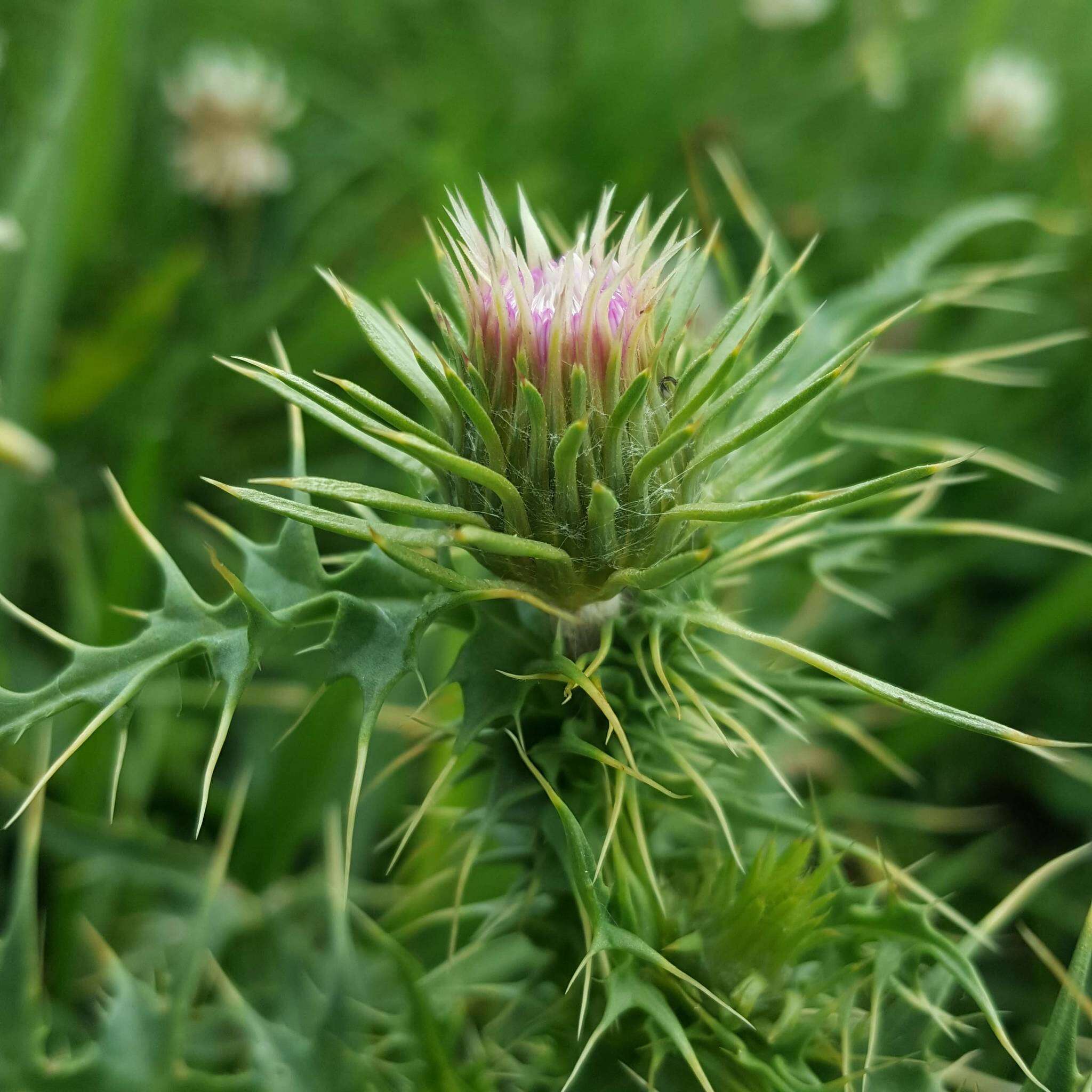 Plancia ëd Carduus carlinifolius Lam.