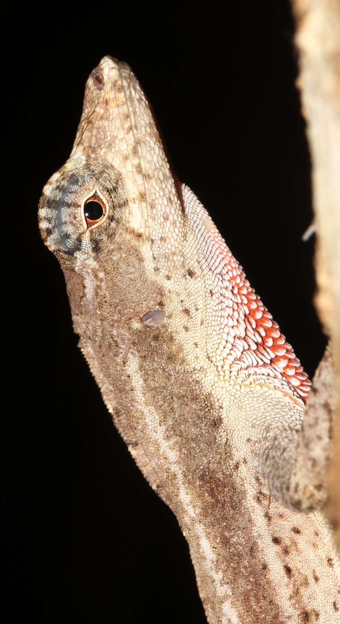 Image of Anolis bicaorum (Köhler 1996)