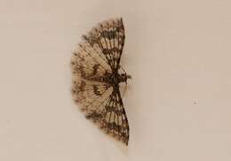 Image of Alucita phricodes Meyrick 1886