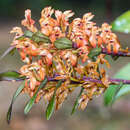 Image of Maxillaria erecta Christenson