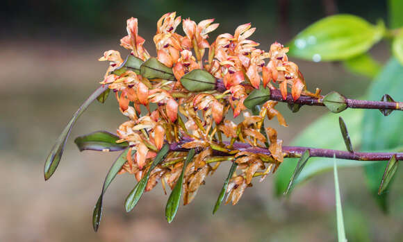 Image of Maxillaria erecta Christenson