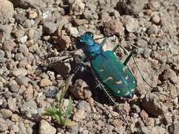 Image of Cicindela (Cicindela) tranquebarica sierra Leng 1902