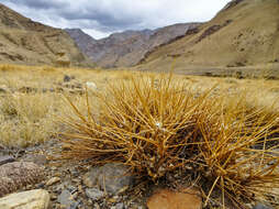 Imagem de Astragalus oplites Benth. ex Parker