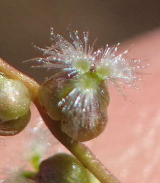 Image of Triglochin bulbosa subsp. bulbosa