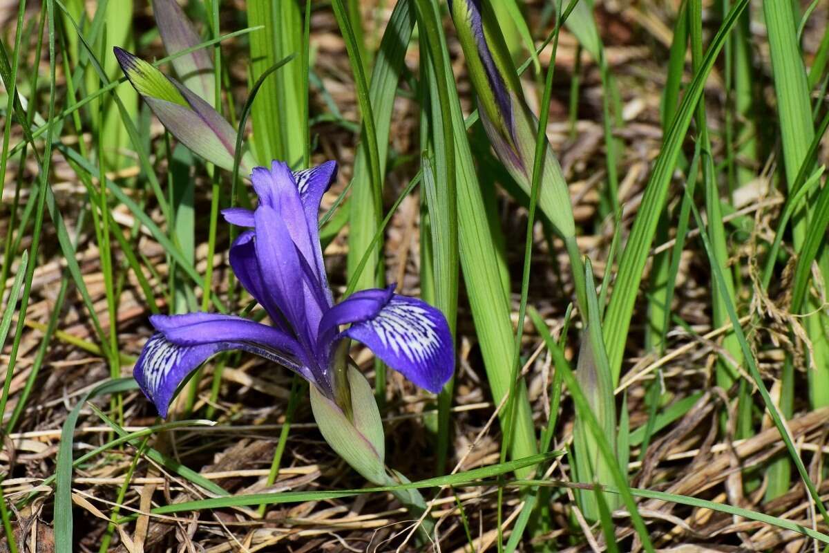 Plancia ëd Iris ruthenica Ker Gawl.