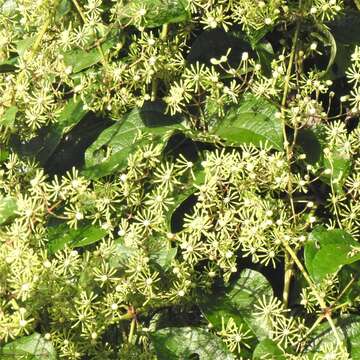 Imagem de Clematis zeylanica (L.) Poir.