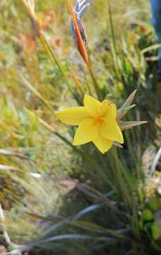 Слика од Bobartia longicyma Gillett