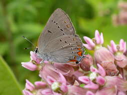 صورة Satyrium acadica (Edwards 1862)