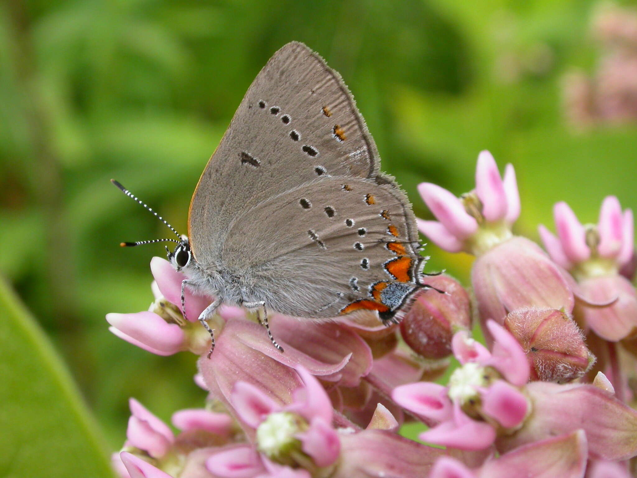 Image of Acadian Hairstreak