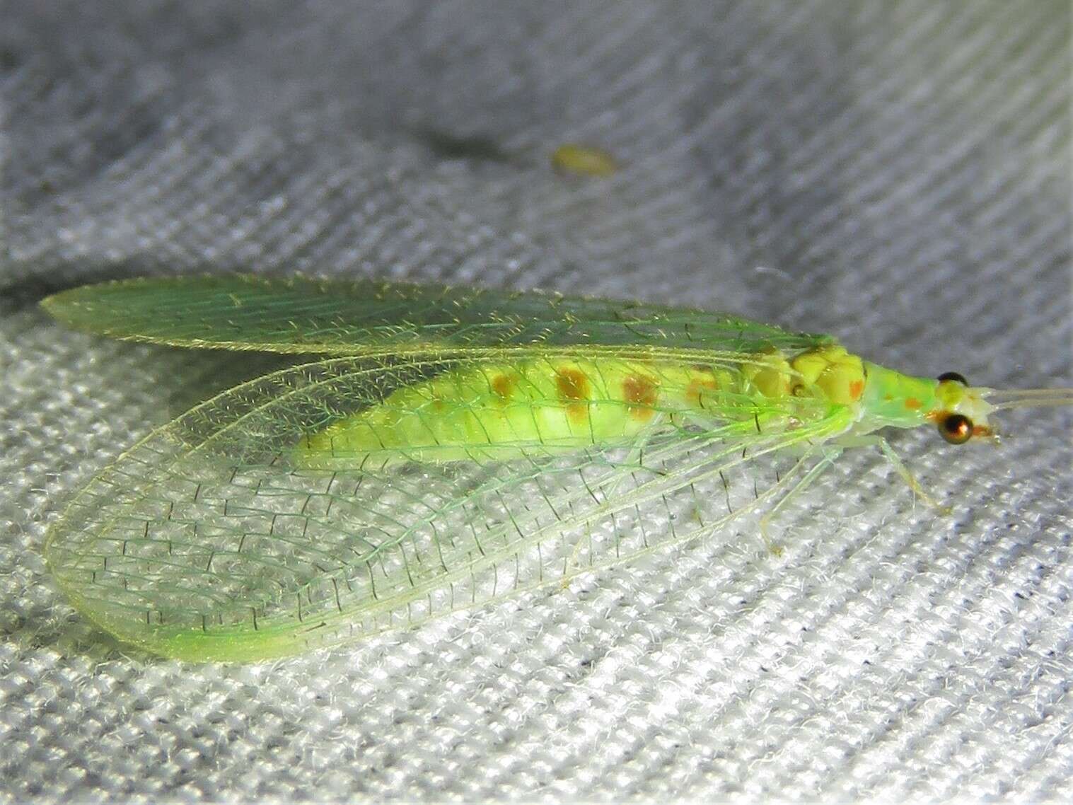 Image of Chrysopa quadripunctata Burmeister 1839