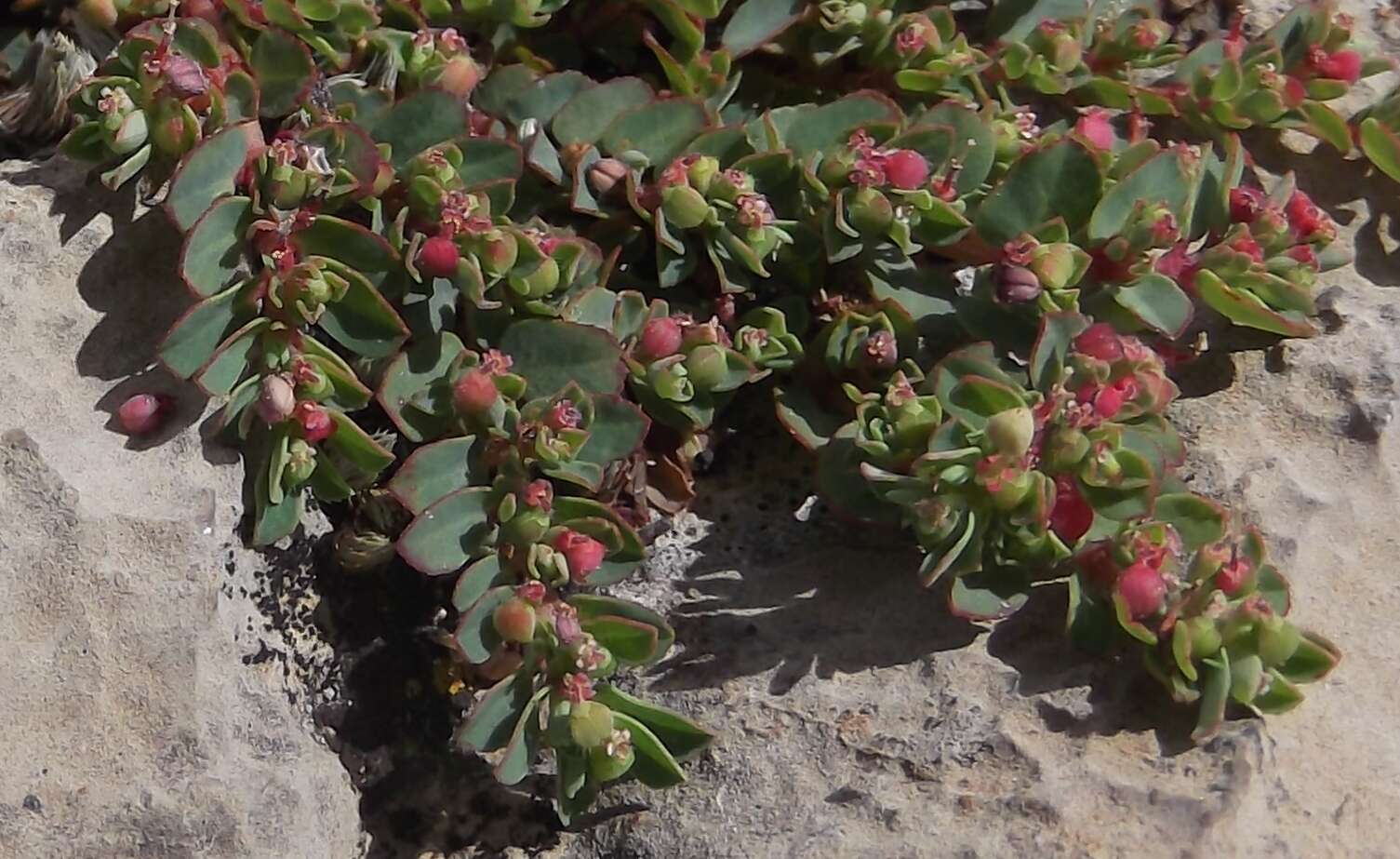 Imagem de Euphorbia stictospora Engelm.